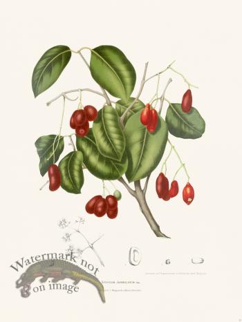 Horticulture of Java 31